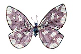 Butterfly Rita