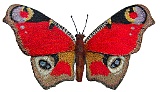 Butterfly Zoe