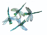 Eileen Dragonflies