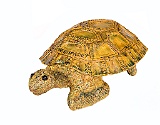 Rita Ernest the Tortoise